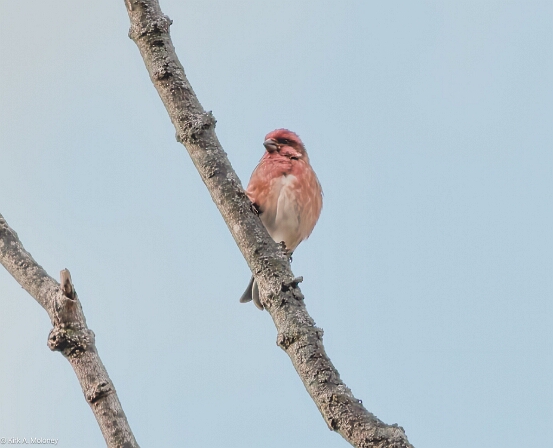Finch, Purple
