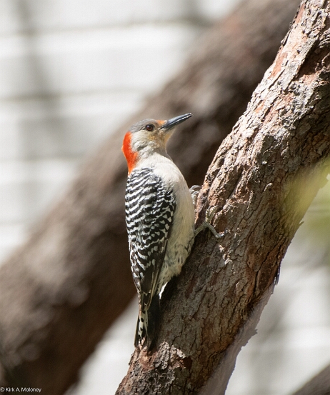 Woodpecker, Red-bellied