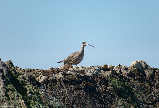 Whimbrel