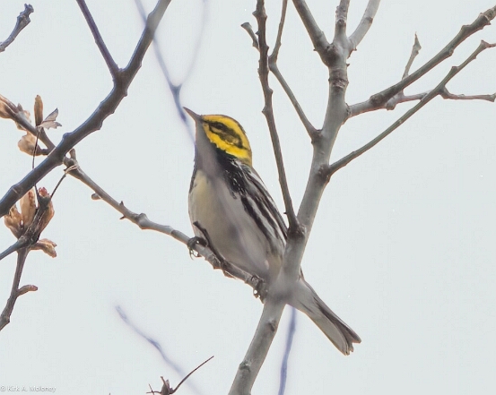 Warbler, Black-throated Green