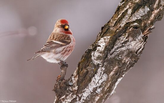 Redpoll, Common