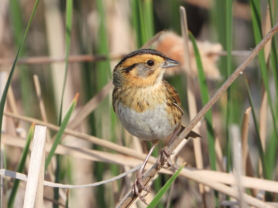 Sparrow, Nelson's