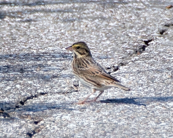 Sparrow, Savannah