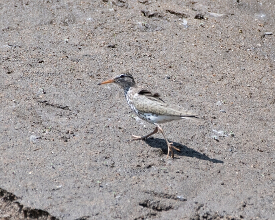 Sandpiper, Spotted