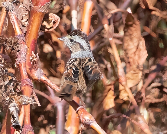 Sparrow, Swamp