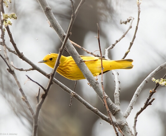 Warbler, Yellow