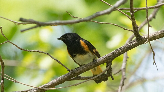 Redstart, American
