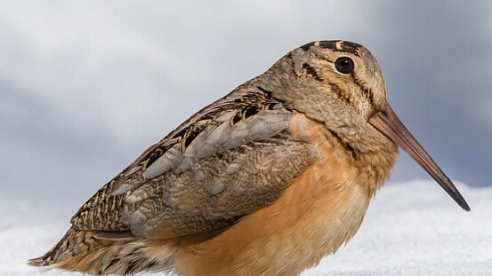 Woodcock, American