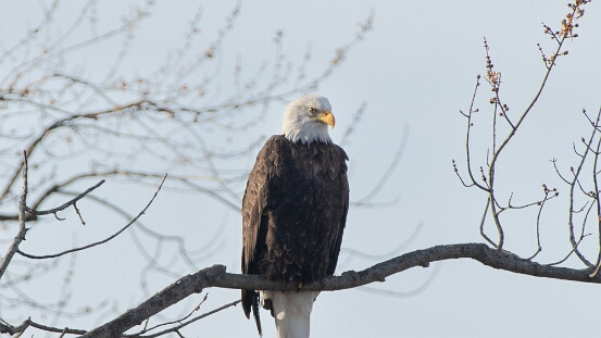 Eagle, Bald