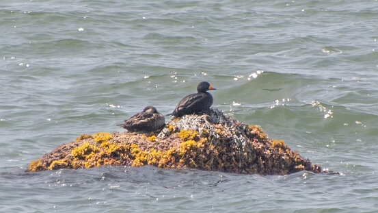 Scoter, Black