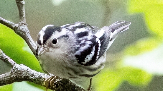 Warbler, Black-and-white