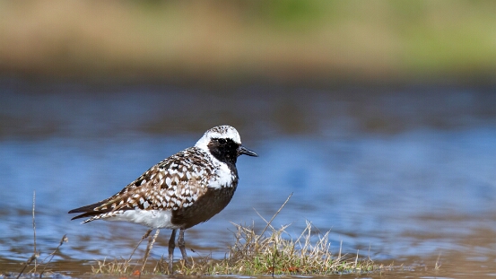 Plover, Black-bellied