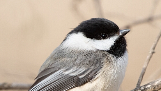 Chickadee, Black-capped