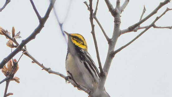 Warbler, Black-throated Green