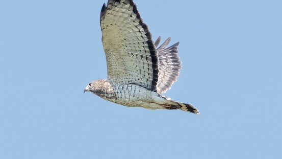 Hawk, Broad-winged