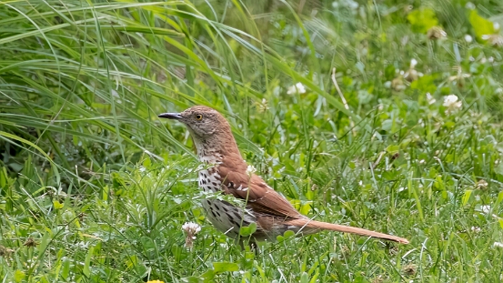 Thrasher, Brown