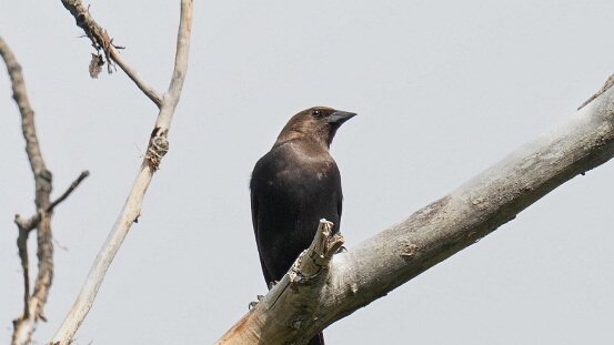 Cowbird, Brown-headed