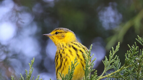 Warbler, Cape May