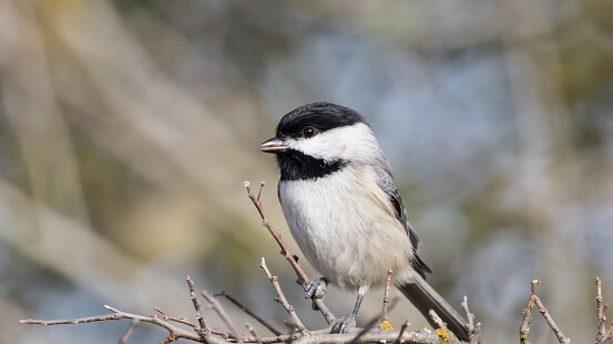 Chickadee, Carolina
