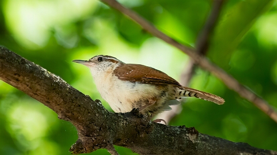 Wren, Carolina