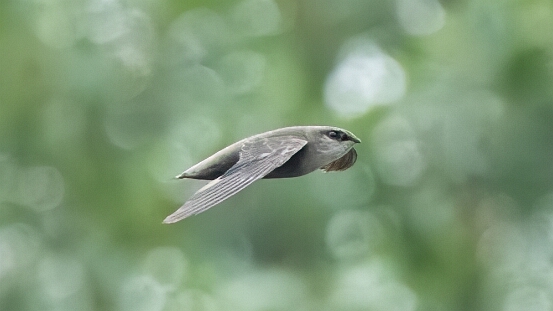 Species Patterns