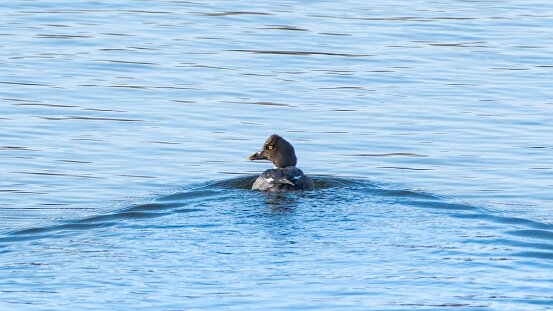 Goldeneye, Common
