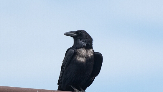 Raven, Common
