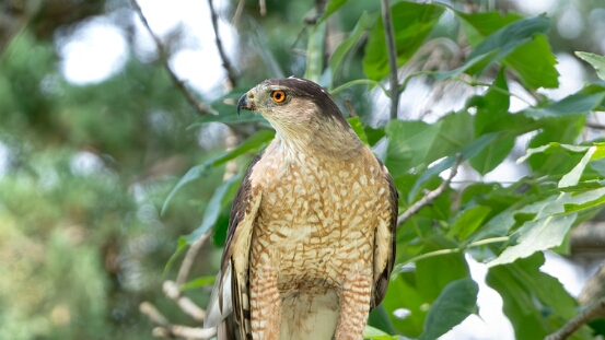Hawk, Cooper's