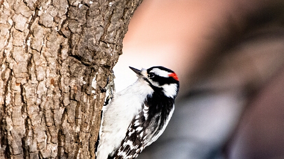 Woodpecker, Downy