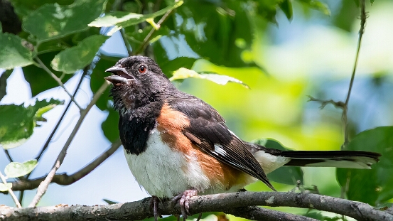 Towhee, Eastern