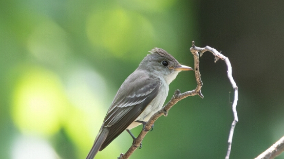 Wood-Pewee, Eastern