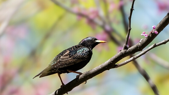 Starling, European