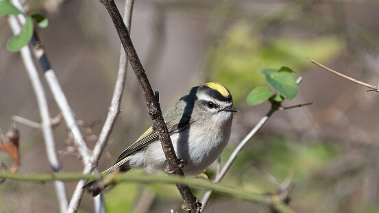 Kinglet, Golden-crowned
