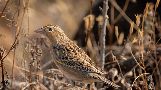 Sparrow, Grasshopper
