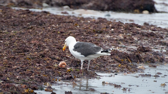 Gull, Great Black-backed