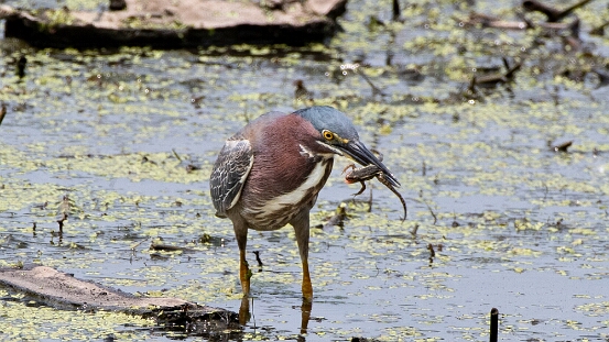Heron, Green