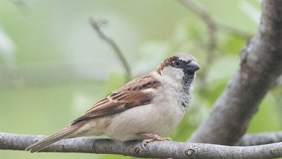 Sparrow, House