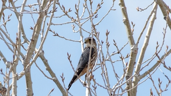 Merlin,