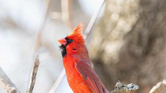 Cardinal, Northern