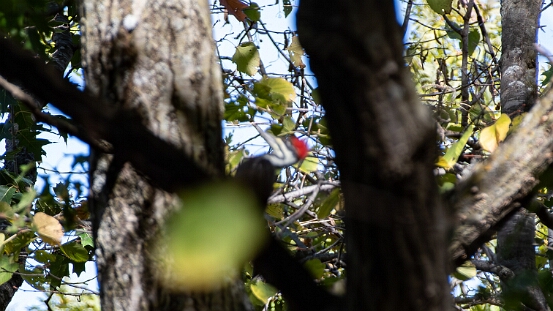 Woodpecker, Pileated