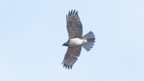 Hawk, Red-shouldered