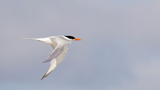 Tern, Royal
