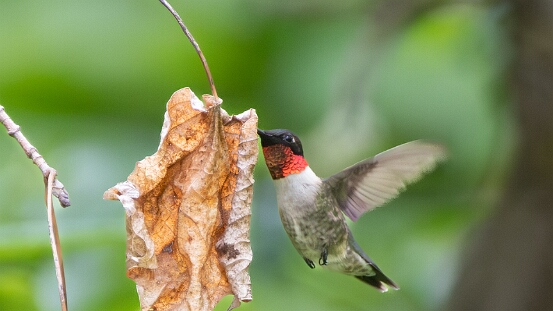 Hummingbird, Ruby-throated