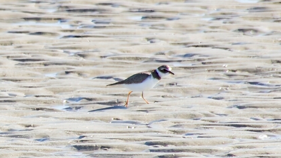 Plover, Semipalmated