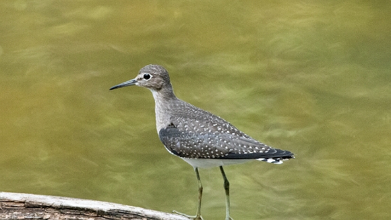 Sandpiper, Solitary