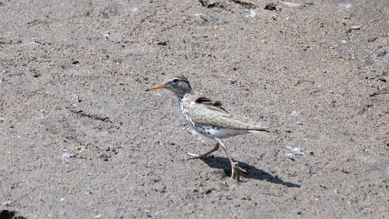 Sandpiper, Spotted