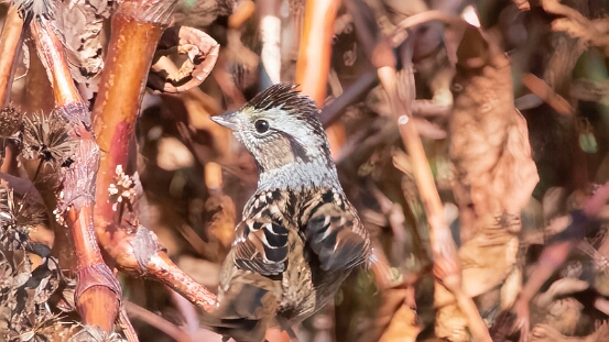Sparrow, Swamp