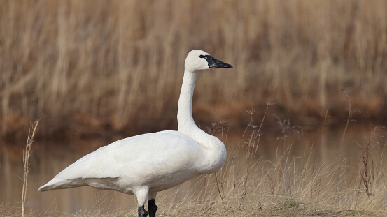 Swan, Tundra