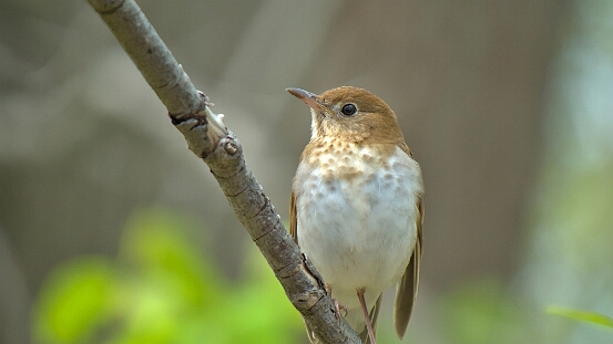Veery,