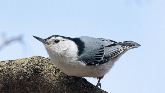 Nuthatch, White-breasted